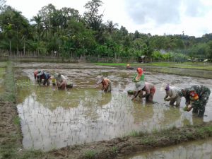 Babinsa Bersinergri Damping Warga Tanam Padi di Desa Binaan