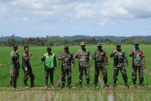 Dandim 0115/Simeulue Beserta Pasi Ter Kodim, Turun langsung mengecek Perkembangan Padi Program 1000 Hektar di Kecamatan Salang