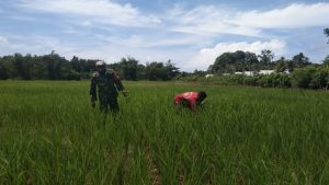 Babinsa Koramil 08 / Alafan Terjun Kesawah Bantu Petani Membersihkan Gulma