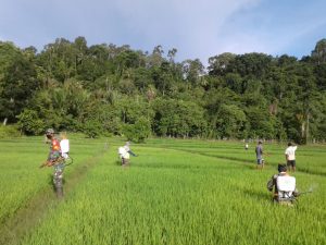 Babinsa posramil 07/Teupah barat turun kesawah