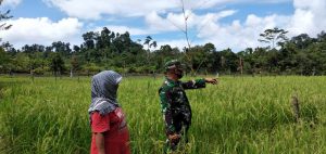 Babinsa Cek Pertumbuhan Padi Bersama Petani