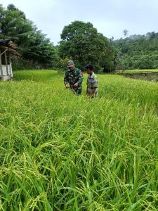 Kerja Nyata Babinsa Posramil 07/Teupah Barat Untuk Petani Di Kecamatan Teupah Barat