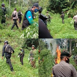 Brimob Bersama Tim Gabungan TNI Polri dan BNN Musnahkan Ladang Ganja di Sawang