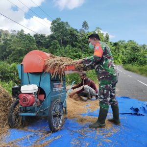 Dimusim Panen Rendeng, Babinsa Bantu Petani Merontokan Padi