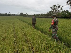 Cek Padi Siap Panen, Babinsa Yakinkan Keberhasilan Ketahanan Pangan