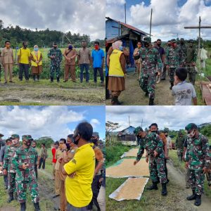 Komandan KODIM 0115/Simeulue Cek Langsung Perkembangan Padi