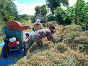 Mendukung Pertanian Simeulue, Babinsa Turun Kesawah Panen Padi