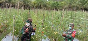 Panen Tomat Di Desa Luan Surip, Ini Harapan Dandim 0115/Simeulue