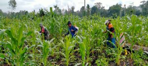 Babinsa Bantu Petani Semprot Hama dan Penyakit Pada Tanaman Jagung Milik Warga Binaan