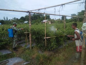 Babinsa Bantu Petani Dalam Pengendalian Hama Pada Tanaman Cabai