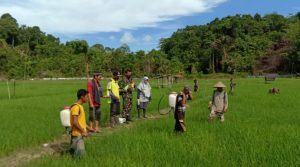 Babinsa Bantu Petani Lakukan Penyemprotan Padi Dalam Upsus Mendukung Program Pemerintah Di Wilayah Binaan