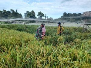 Babinsa Melaksanakan Pengecekan Tanaman Padi Milik Petani Di Wilayah Binaan