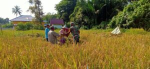Bentuk Kemanunggalan TNI, Babinsa KORAMIL 01/Simeulue Timur Membantu Petani Penen Padi